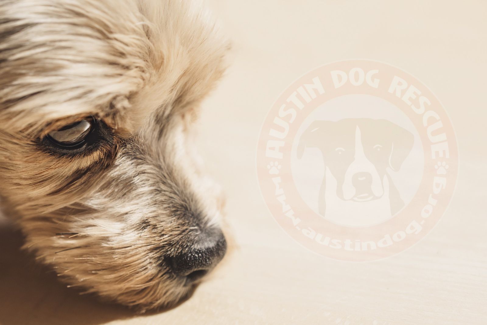 Old Terrier face courtesy of Pixabay